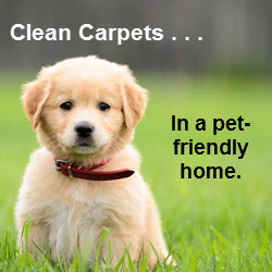 Clean Carpets in a Pet-Friendly Home